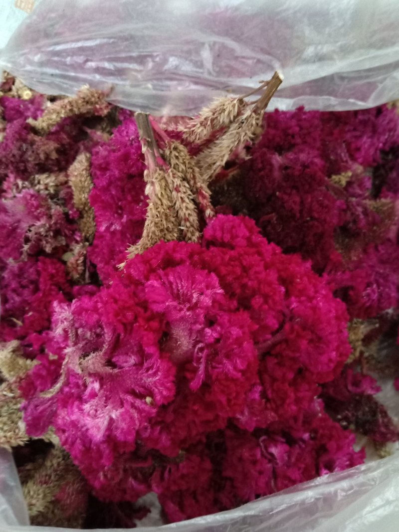 鸡冠花干货做药材做种一一一批发零售一手货源产地直发