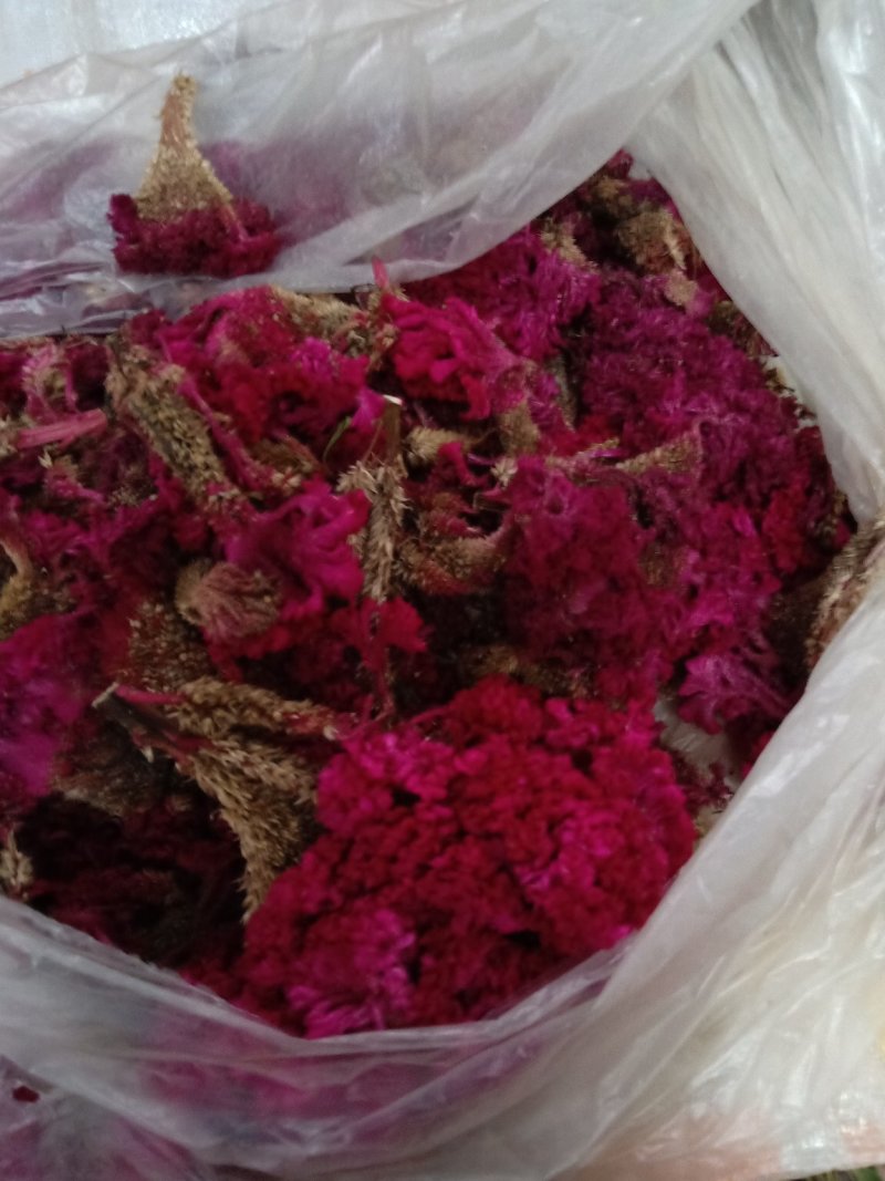 鸡冠花干货做药材做种一一一批发零售一手货源产地直发