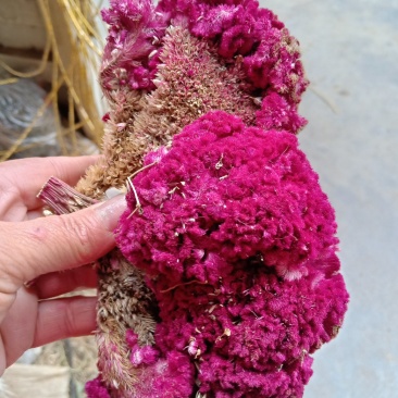 鸡冠花干货做药材做种一一一批发零售一手货源产地直发