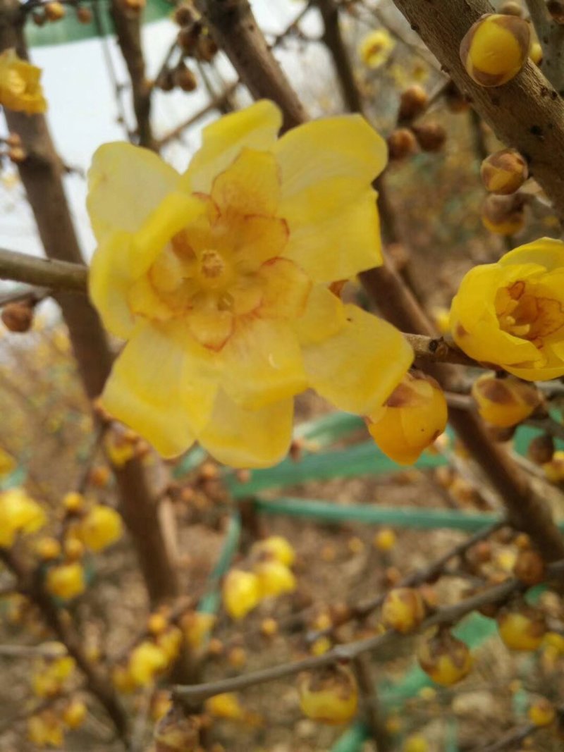腊梅桩，丛生腊梅，独杆腊梅，腊梅花枝，花