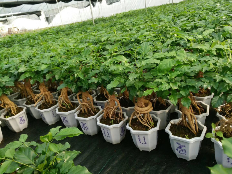 幸福树(提根绿宝)大小规格齐全，货源充足，整箱销售