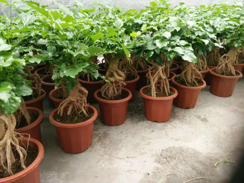 幸福树(提根绿宝)大小规格齐全，货源充足，整箱销售