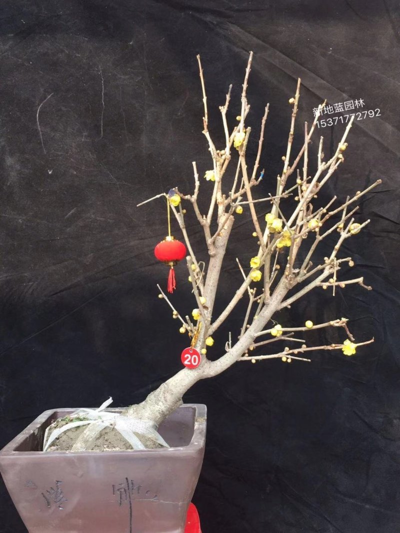腊梅桩，丛生腊梅，独杆腊梅，腊梅花枝，花