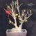 腊梅桩，丛生腊梅，独杆腊梅，腊梅花枝，花
