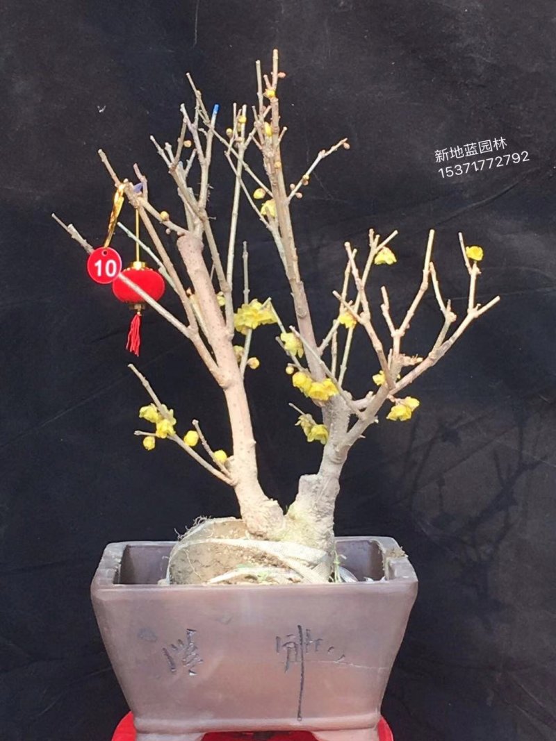 腊梅桩，丛生腊梅，独杆腊梅，腊梅花枝，花