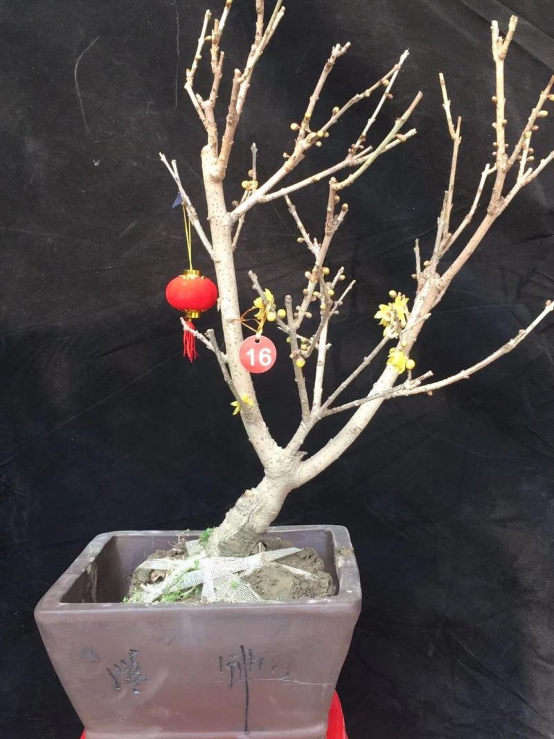 腊梅桩，丛生腊梅，独杆腊梅，腊梅花枝，花