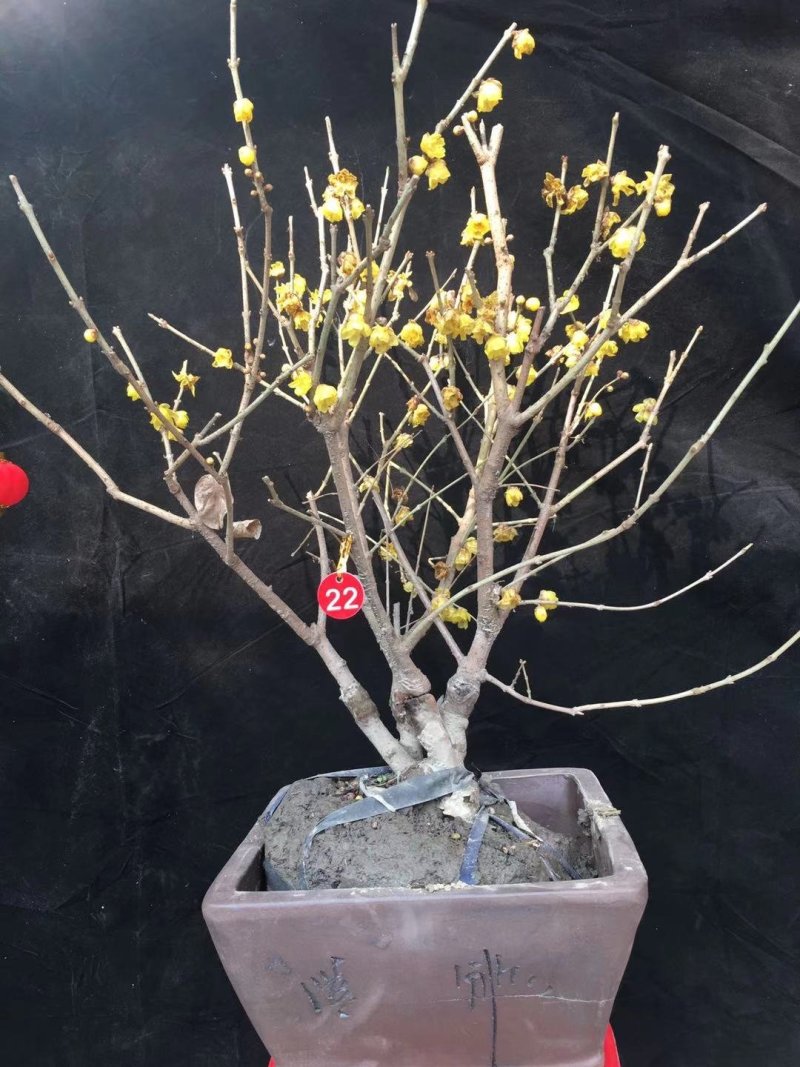 腊梅桩，丛生腊梅，独杆腊梅，腊梅花枝，花
