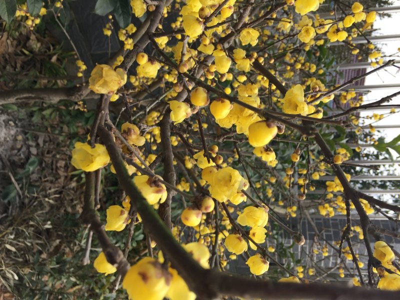 腊梅桩，丛生腊梅，独杆腊梅，腊梅花枝，花