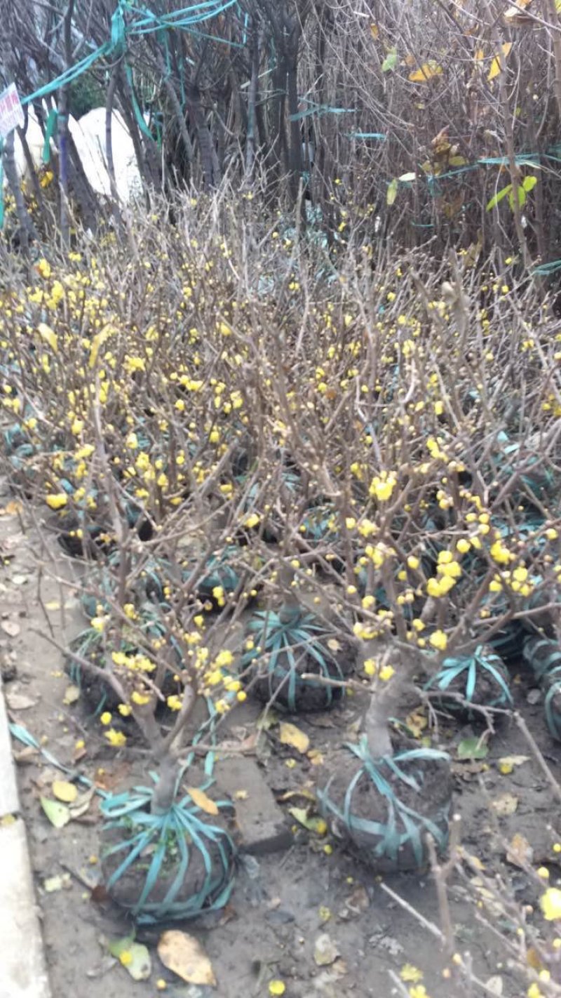 腊梅桩，丛生腊梅，独杆腊梅，腊梅花枝，花