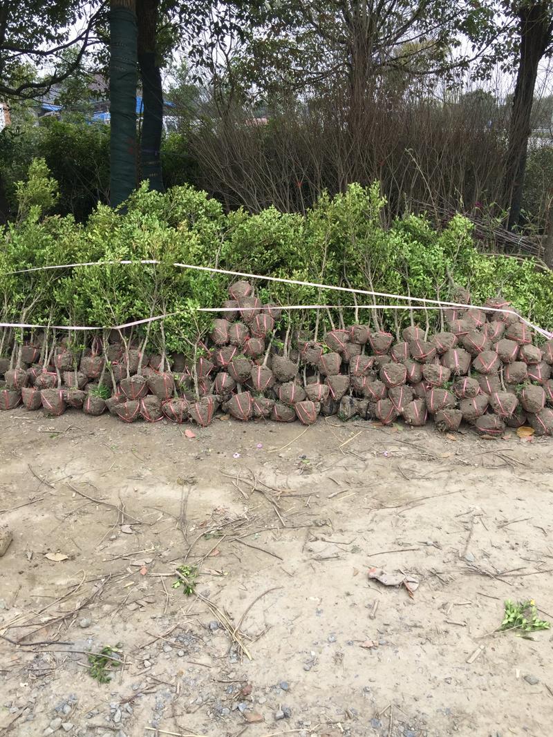 黄杨苗，黄杨树，如皋大地蓝苗木，