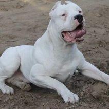 精品杜高犬，猎犬