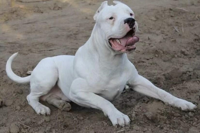 精品杜高犬，猎犬