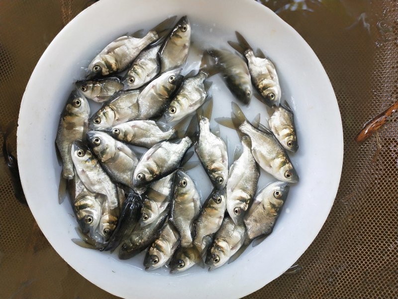 缩骨大头苗、仙骨苗一级苗，身型靓、花身个头大