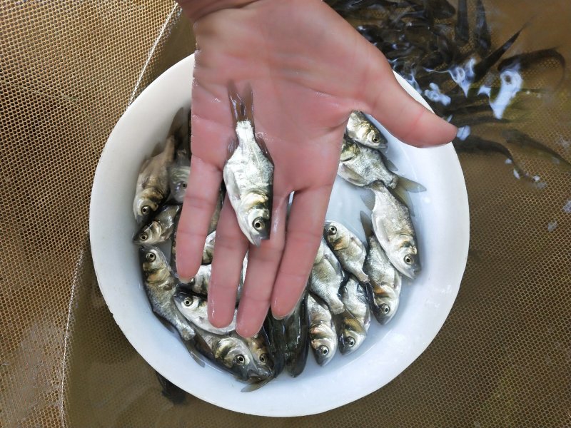 缩骨大头苗、仙骨苗一级苗，身型靓、花身个头大