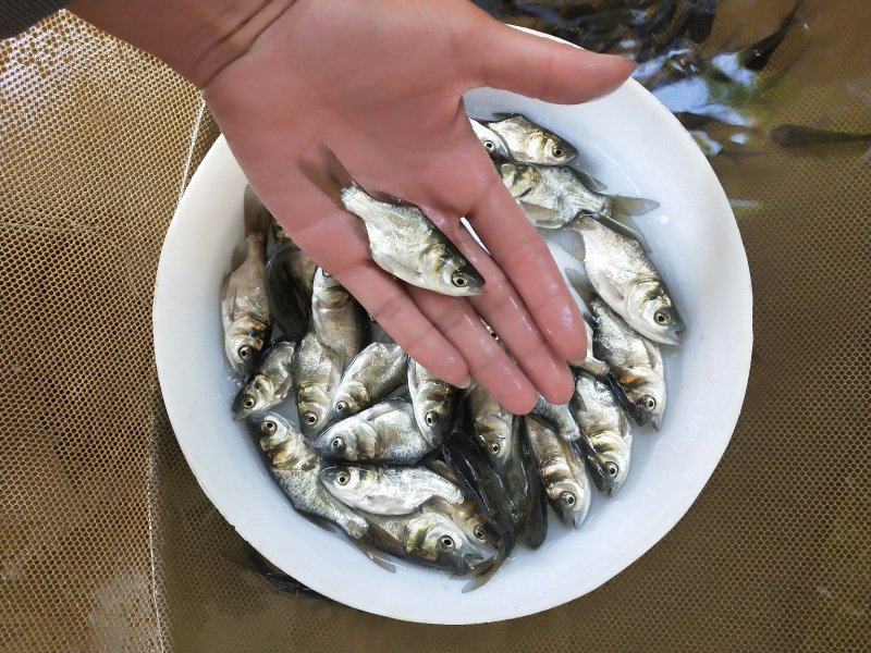 缩骨大头苗、仙骨苗一级苗，身型靓、花身个头大
