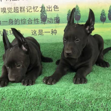 精品黑狼犬，墨界黑狼