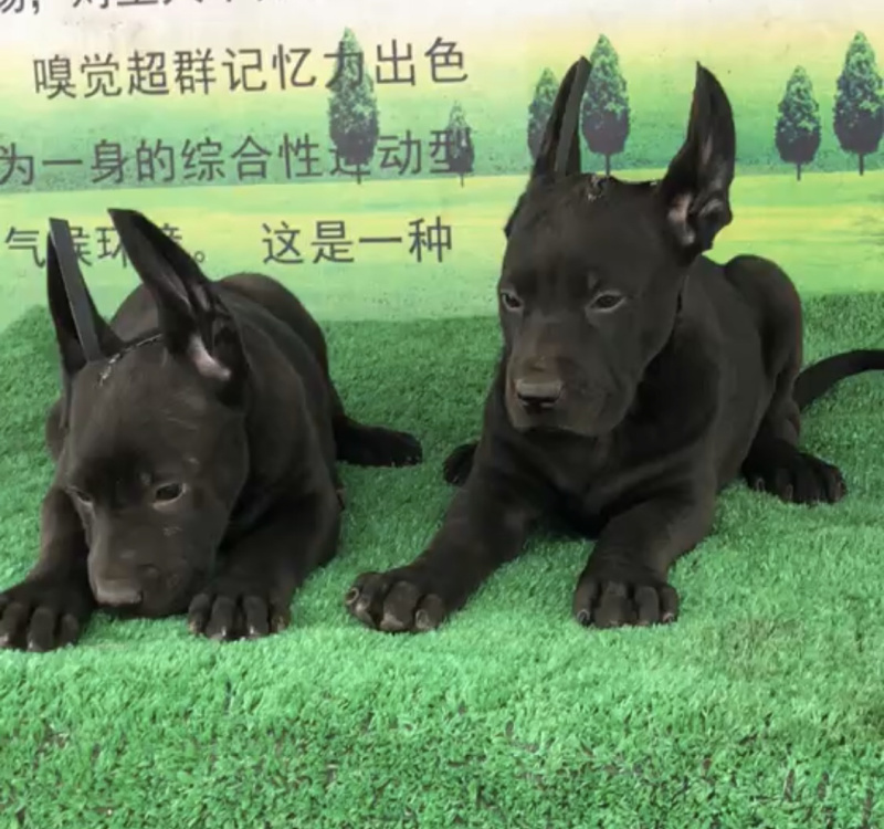 精品黑狼犬，墨界黑狼
