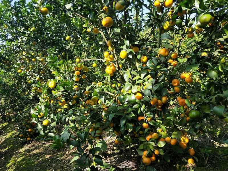 谷类作物橘子