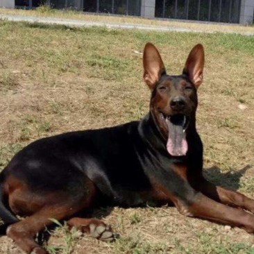 莱州红犬
