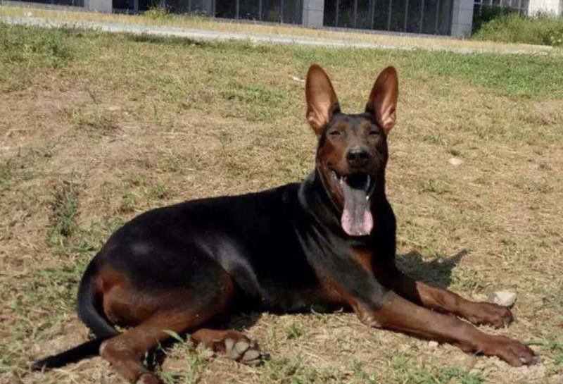 莱州红犬