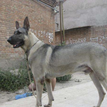 狼青犬，国犬