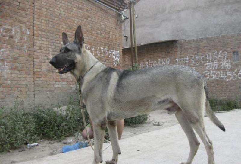 狼青犬，国犬