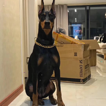 杜宾犬