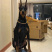 杜宾犬