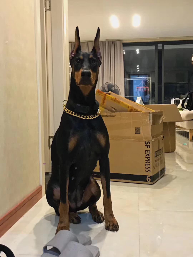 杜宾犬