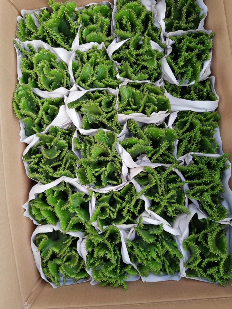 彭珊瑚(多肉)大小规格齐全，基地直销，整箱销售
