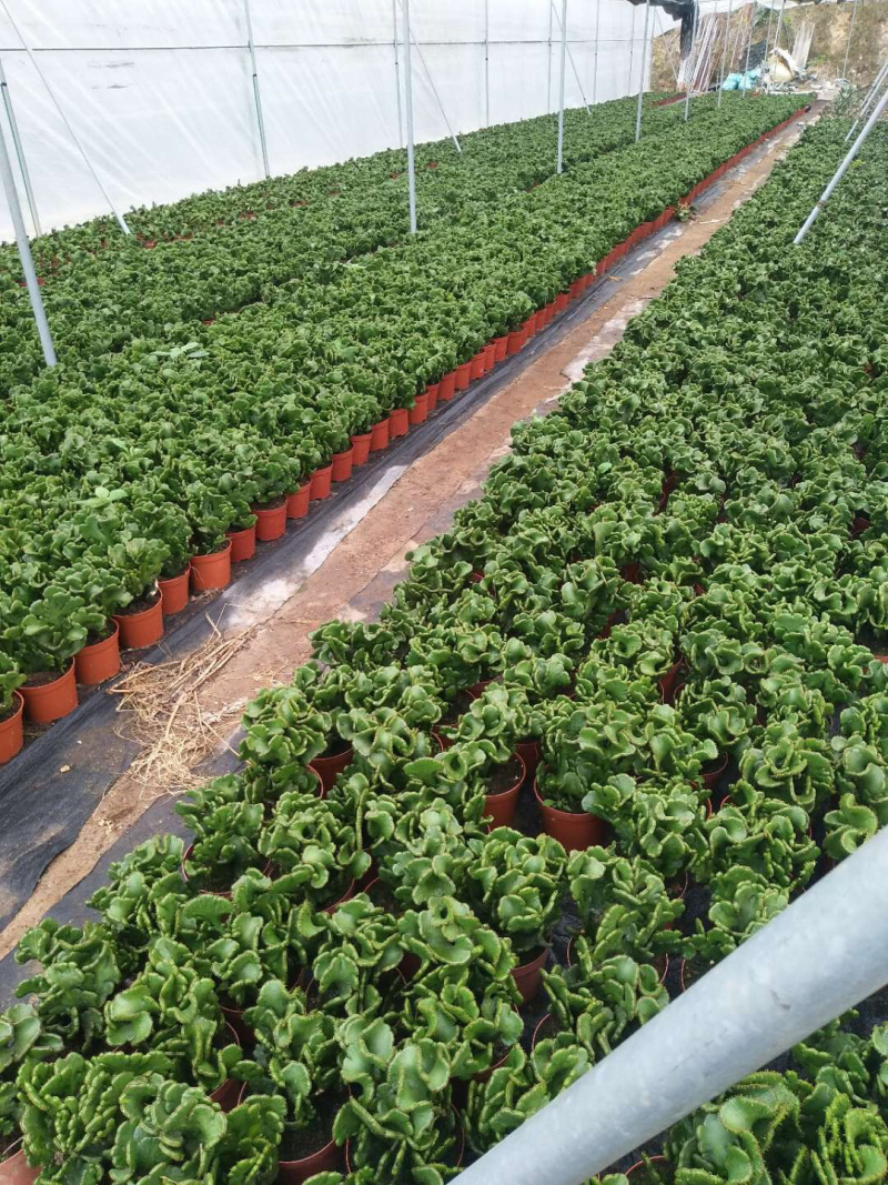 彭珊瑚(多肉)大小规格齐全，基地直销，整箱销售