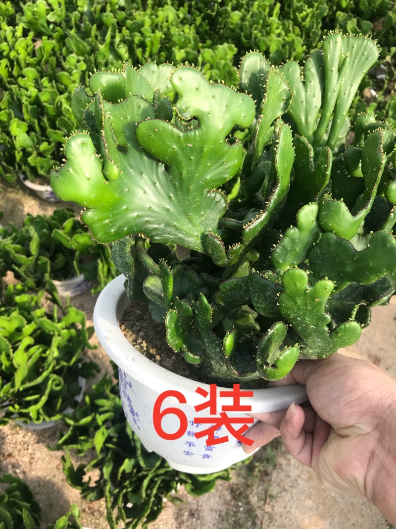 彭珊瑚(多肉)大小规格齐全，基地直销，整箱销售
