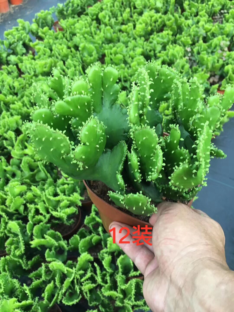 彭珊瑚(多肉)大小规格齐全，基地直销，整箱销售