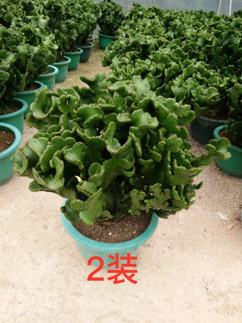 彭珊瑚(多肉)大小规格齐全，基地直销，整箱销售