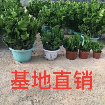 彭珊瑚(多肉)大小规格齐全，基地直销，整箱销售