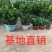 彭珊瑚(多肉)大小规格齐全，基地直销，整箱销售