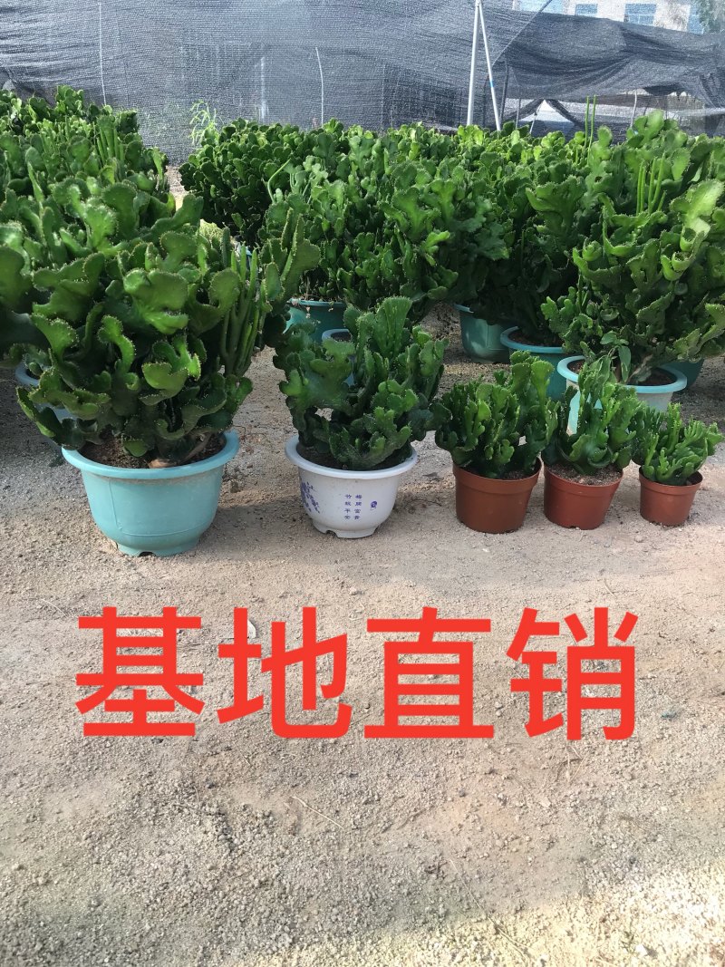 彭珊瑚(多肉)大小规格齐全，基地直销，整箱销售
