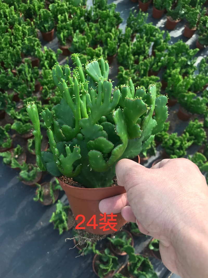 彭珊瑚(多肉)大小规格齐全，基地直销，整箱销售