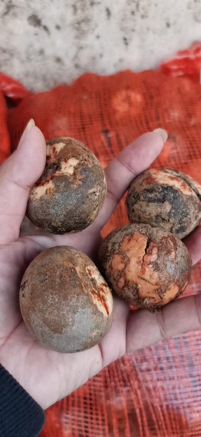产地直供牛油果种子