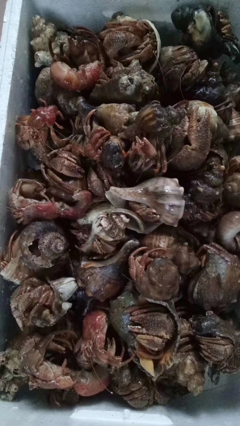 海怪，寄居蟹，虾怪！一种味道独特浓郁的海鲜，味道鲜香！