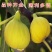 黑山口无花果苗品种无花果苗波姬红无花果苗布兰瑞克无花果苗