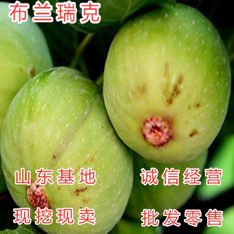 黑山口无花果苗品种无花果苗波姬红无花果苗布兰瑞克无花果苗