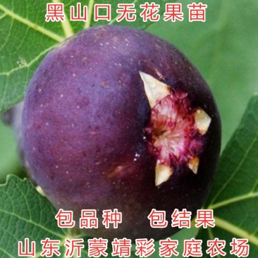 黑山口无花果苗品种无花果苗波姬红无花果苗布兰瑞克无花果苗
