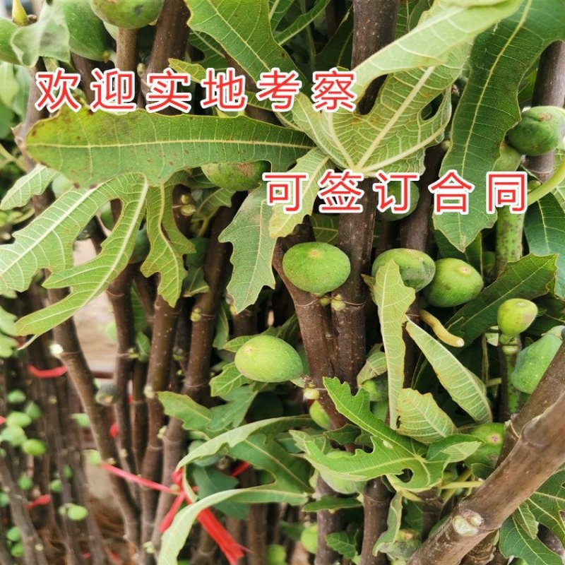 黑山口无花果苗品种无花果苗波姬红无花果苗布兰瑞克无花果苗