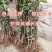 黑山口无花果苗品种无花果苗波姬红无花果苗布兰瑞克无花果苗