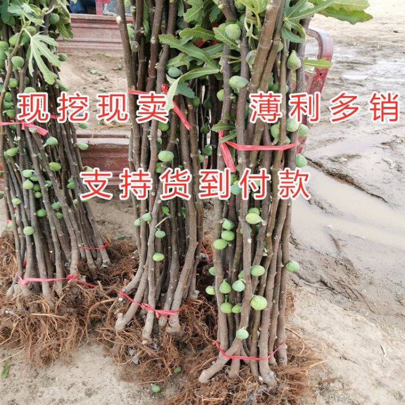 黑山口无花果苗品种无花果苗波姬红无花果苗布兰瑞克无花果苗