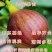 黑山口无花果苗品种无花果苗波姬红无花果苗布兰瑞克无花果苗