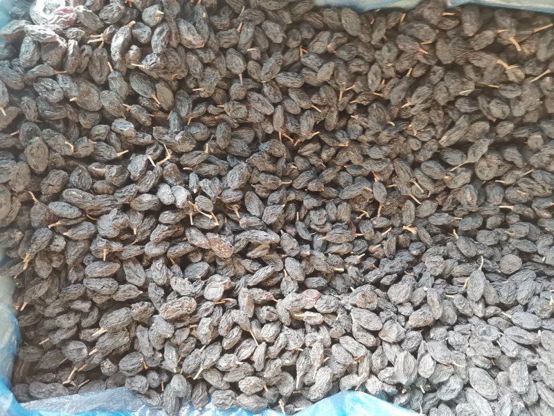 《包邮》进口黑加仑葡萄干