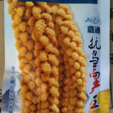 小米谷子种子大田菜园高产谷种粮食种子每袋3两