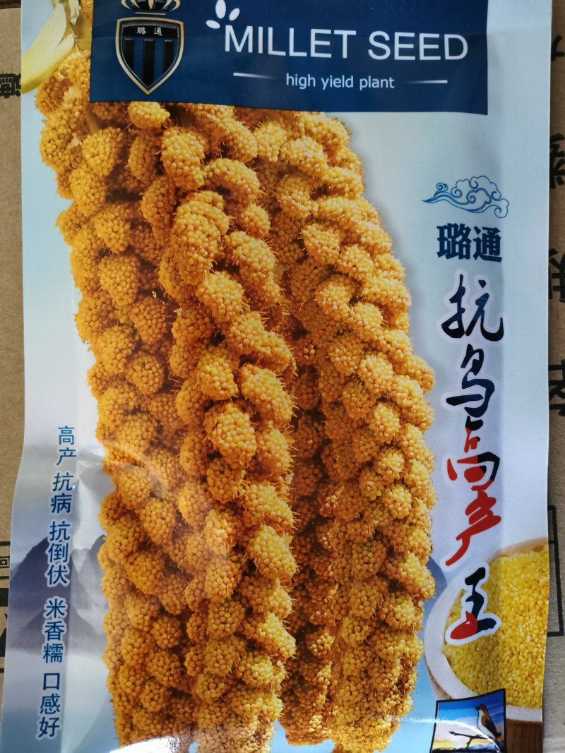 小米谷子种子大田菜园高产谷种粮食种子每袋3两